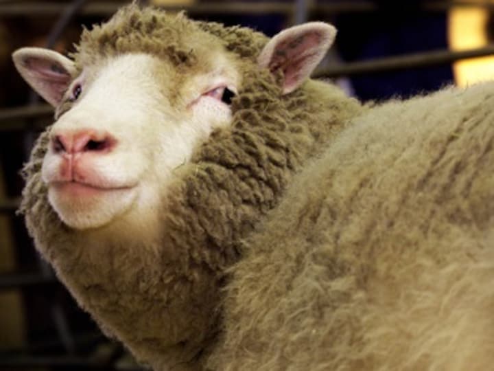 Dolly the sheep's four clones still alive and kicking: study