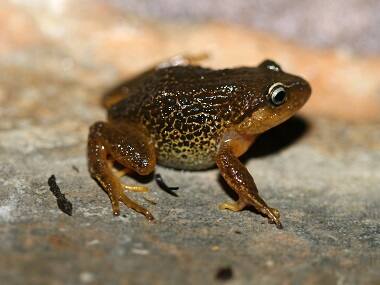 Wildlife activists see red as poaching of frogs continues unabated in Goa