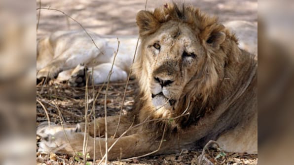 Over 20 lions die in Gujarat's Gir forest in 20 days, state govt admits some deaths were due to virus attack