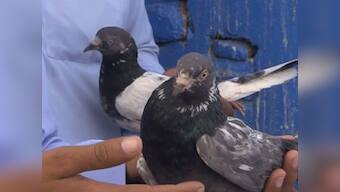 Watch these Pakistani pigeon racers as their dreams take flight