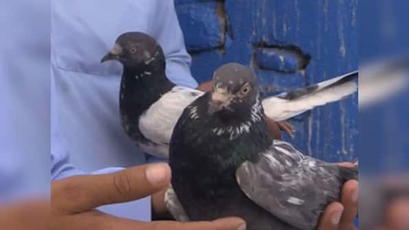 Watch these Pakistani pigeon racers as their dreams take flight
