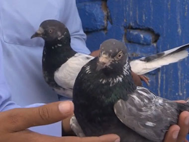 CID begins probe to decide whether 153 pigeons seized in Kashmir are spies or not CID begins probe to decide whether 153 pigeons seized in Kashmir are spies or not