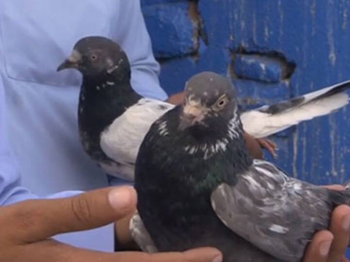 Watch these Pakistani pigeon racers as their dreams take flight