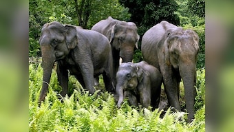 Sikkim's Khangchendzonga National Park now in Unesco 'heritage' list