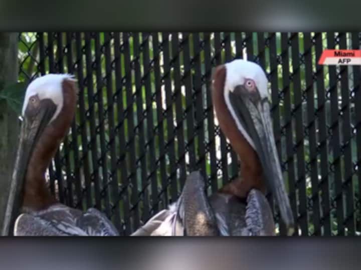 Watch: This Florida rescue facility is trying to help victims of the exotic pet trade