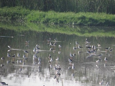 Chennai's IT Corridor is priority for PWD, while Pallikaranai marsh is left to die