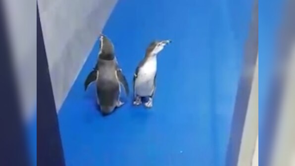Penguins in Mumbai: Dream arrival at Byculla Zoo slowly turning into a nightmare