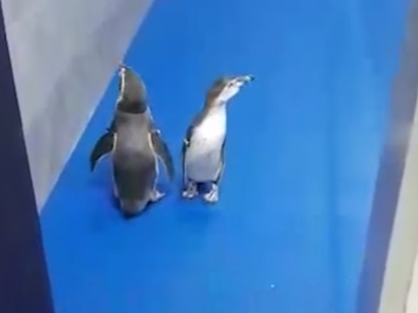 Penguins in Mumbai: Dream arrival at Byculla Zoo slowly turning into a nightmare Penguins in Mumbai: Dream arrival at Byculla Zoo slowly turning into a nightmare