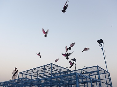 Pakistan's racing pigeons are champions of endurance Pakistan's racing pigeons are champions of endurance