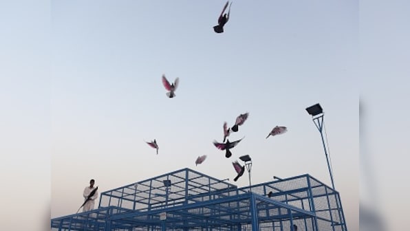 Pakistan's racing pigeons are champions of endurance