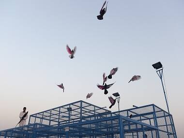 Pakistan's racing pigeons are champions of endurance