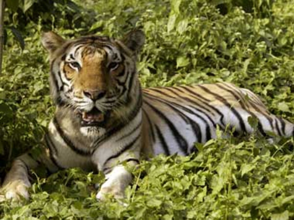 In Assam, human-tiger conflicts are rising as the tiger population