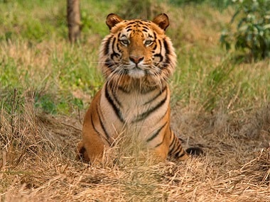 Seven-year-old tiger Jai goes missing from Umred Karhandla: Over 100 on the  lookout-India News , Firstpost