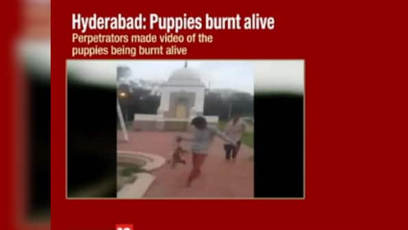 Yet another incident of animal cruelty: Youths in Hyderabad arrested for burning puppies alive