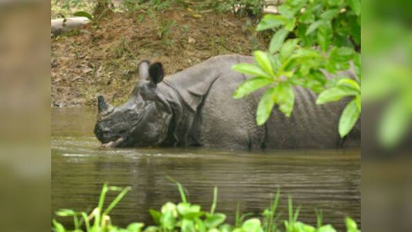 Assam floods: 250 animals including 20 rhinos dead in Kaziranga National Park