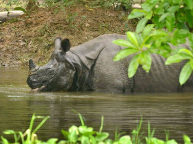 Assam floods: 250 animals including 20 rhinos dead in Kaziranga National Park Assam floods: 250 animals including 20 rhinos dead in Kaziranga National Park