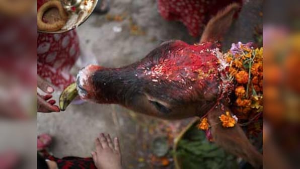 Bovine politics: Now, Haryana government considers charging cow cess on movie tickets