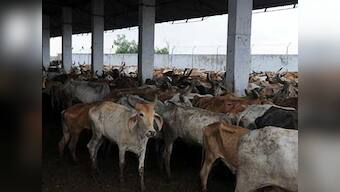 Mandsaur beef row: Woman alleges assault was at Bajrang Dal men's behest; 4 held