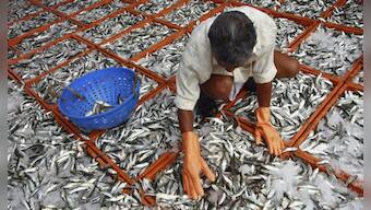 Oh fish! What's wrong in aquaculture and why one needs to educate govt on new fish farm policy