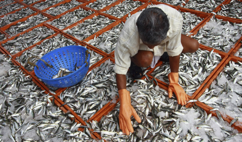 Oh fish! What's wrong in aquaculture and why one needs to educate govt on new fish farm policy Oh fish! What's wrong in aquaculture and why one needs to educate govt on new fish farm policy