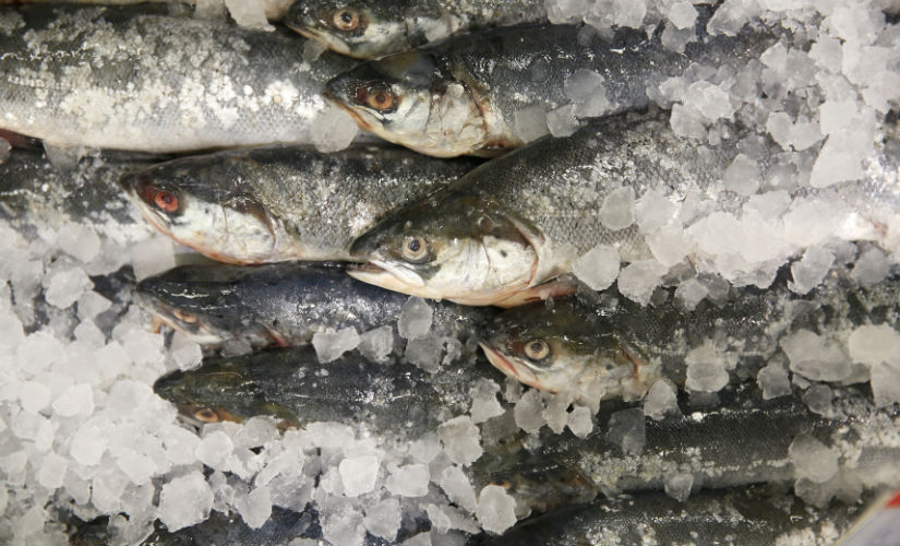 Instead of helping, fish oil drives people towards a heart attack Instead of helping, fish oil drives people towards a heart attack