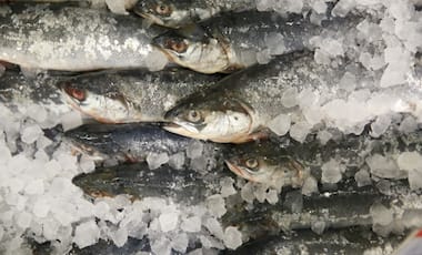 Instead of helping, fish oil drives people towards a heart attack