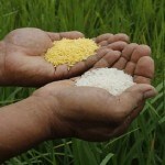 Nobel laureates and Greenpeace cross swords over genetically-modified crops