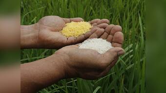 Why does govt continue to procure rice and wheat in a big way but ignore nutritional crops?