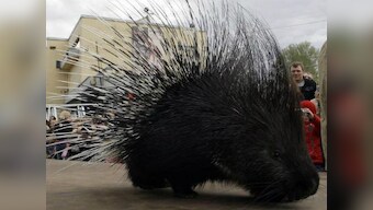 What's it like to be a porcupine amid poaching menace, asks Maneka Gandhi