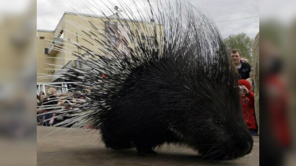 What's it like to be a porcupine amid poaching menace, asks Maneka Gandhi
