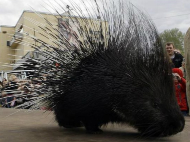 What's it like to be a porcupine amid poaching menace, asks Maneka Gandhi What's it like to be a porcupine amid poaching menace, asks Maneka Gandhi