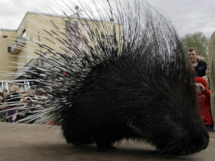 What's it like to be a porcupine amid poaching menace, asks Maneka Gandhi