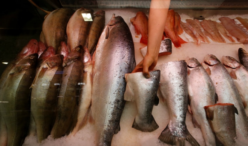 Norway has lobbied the EU to raise the permissible level of toxins in salmon feed. Reuters