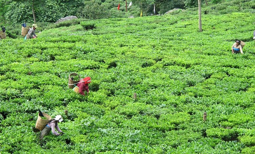 tea garden