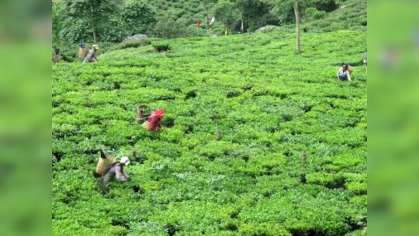 As auctions for Darjeeling tea move online, the 'champagne of teas' is one ritual poorer