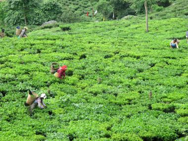 As auctions for Darjeeling tea move online, the 'champagne of teas' is one ritual poorer As auctions for Darjeeling tea move online, the 'champagne of teas' is one ritual poorer