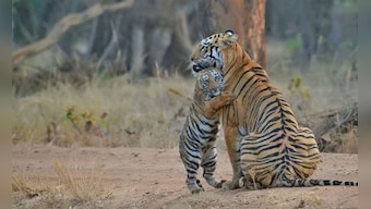 Wildlife enthusiast Amol Bais' click to be immortalised as a postal stamp