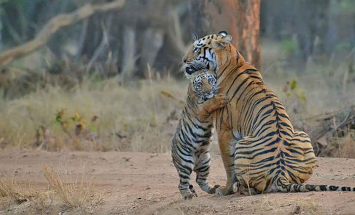 Wildlife enthusiast Amol Bais' click to be immortalised as a postal stamp