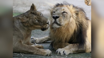 Amid Asiatic lion deaths at Gir forest, special vaccines arrive from US to protect the endangered big cats
