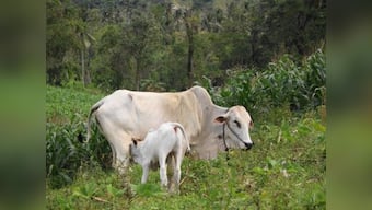 Before you eat veal, think about the tortured, beaten, blinded and bound calf it's come from