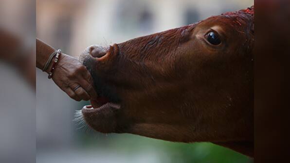 Anti-cow slaughter law need of the hour: Karnataka gau raksha vigilante group writes to Modi