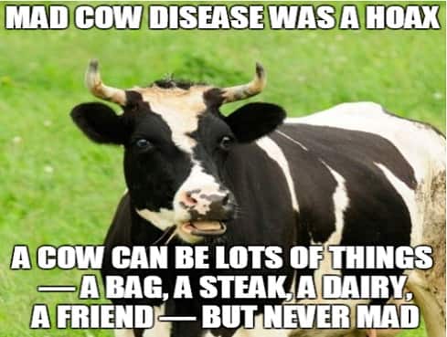 Cow2Final