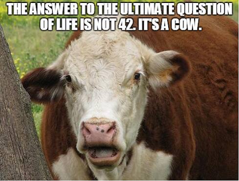 Cow4Final
