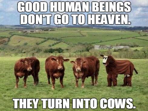 Cow6