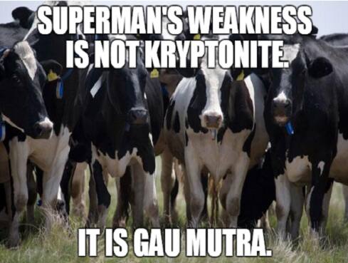 Cow7