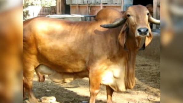Haryana govt to create cow sanctuaries for stray cattle