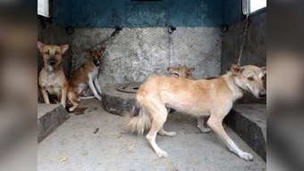 Kerala: More than 100 stray dogs attack and kill 65-year-old woman –  Firstpost