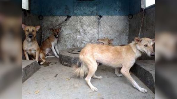 The violent street dog in Kerala is symbolic of the physical decay of the state