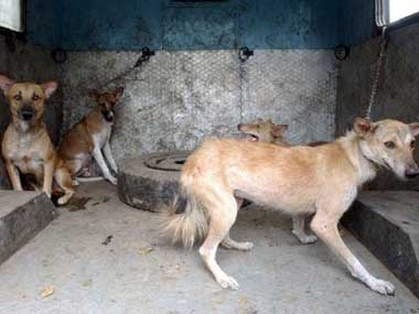 The violent street dog in Kerala is symbolic of the physical decay of the state The violent street dog in Kerala is symbolic of the physical decay of the state