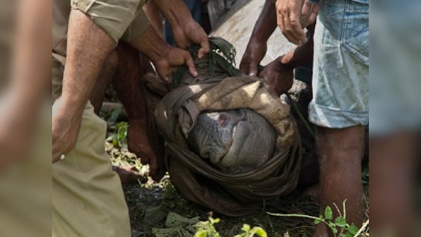 Kaziranga loses 17 adult rhinos to floods, asks public to help care for orphaned baby rhinos